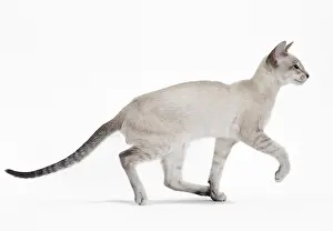Siameses: Cat - Siamese