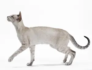 Siameses: Cat - Siamese