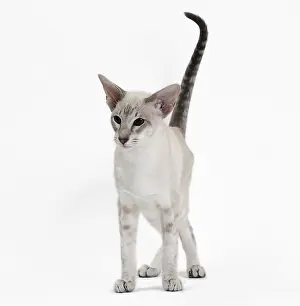 Siameses: Cat - Siamese