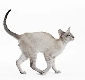 Siameses: Cat - Siamese