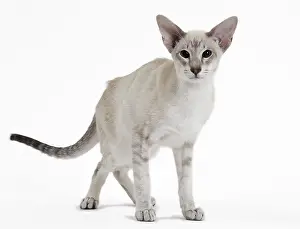 Siameses: Cat - Siamese