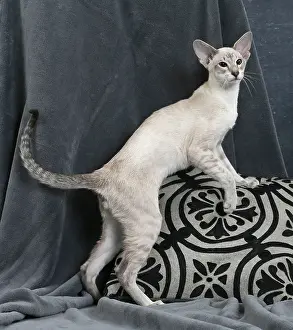 Siameses: Cat - Siamese
