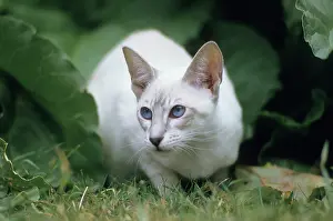 Siameses: Cat - Siamese
