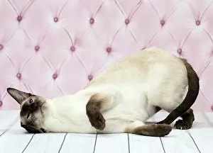 Rubbing: Cat Siamese