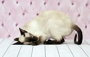 Rubbing: Cat Siamese