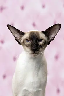 Pricked: Cat Siamese