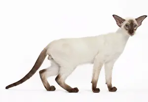 Siamese: Cat - Siamese