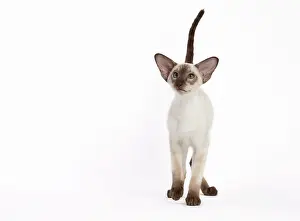 Siamese: Cat - Siamese