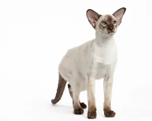 Siamese: Cat - Siamese