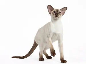 Siamese: Cat - Siamese