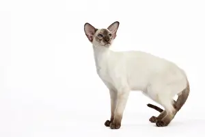 Siamese: Cat - Siamese
