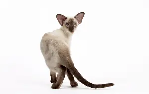 Siamese: Cat - Siamese