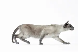 Siamese: Cat - Siamese