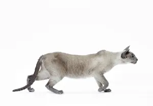 Siamese: Cat - Siamese