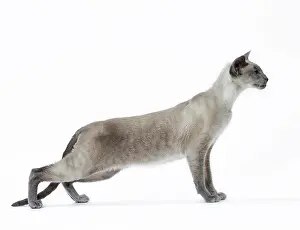 Siamese: Cat - Siamese