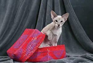 Siameses: Cat - Siamese in basket
