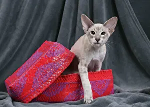 Siameses: Cat - Siamese in basket