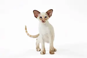 Tortie: Cat - Siamese Chocolate Tortie Point