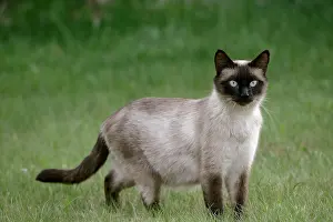 Cat Siamese, female in grass, alert