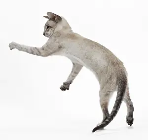Siameses: Cat - Siamese jumping