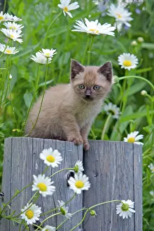 Pointed: Cat - Siamese Kitten chocolate point sitting in garden
