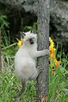 Worried: Cat - Siamese Kitten climbing fencepost