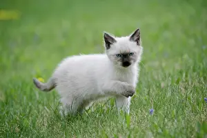 CAT - Siamese Kitten, exploring