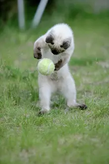 Anthropomorphic: Cat - Siamese Kitten in grass, playing with ball