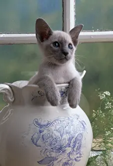 Jugs: CAT - SIAMESE KITTEN - IN JUG