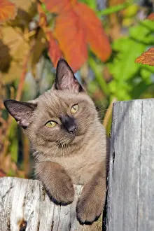 Thoughtful: Cat - Siamese Kitten lying on log in garden, portrait