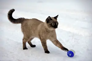 Ball: Cat - Siamese Kitten playing with ball in snow
