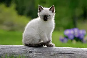 Cat - Siamese Kitten sitting on log in yard