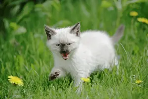 Miaowing: Cat - Siamese Kitten walking in meadow, calling