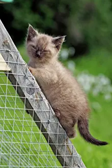 Naughty: Cat - Siamese Kitten few weeks climbing rabbit cage