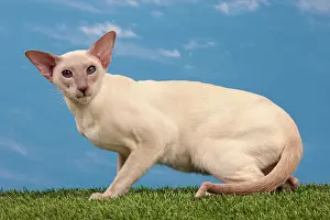 Points: Cat - Siamese Lilac Point