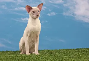Points: Cat - Siamese Lilac Point