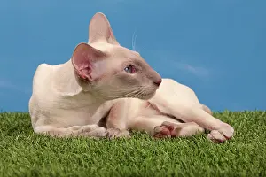 Points: Cat - Siamese Lilac Point