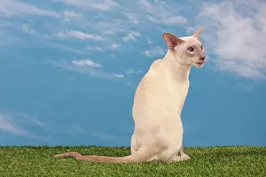 Points: Cat - Siamese Lilac Point