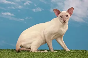 Points: Cat - Siamese Lilac Point