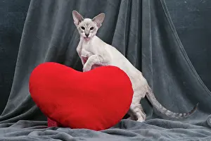 Siameses: Cat - Siamese with red heart cushion