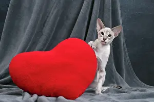 Siameses: Cat - Siamese with red heart cushion