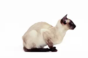 Points: Cat - Siamese Seal Point