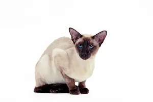 Points: Cat - Siamese Seal Point