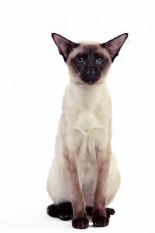 Points: Cat - Siamese Seal Point