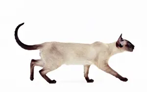 Points: Cat - Siamese Seal Point