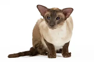Smoked: Cat - Siamese Seal Smoke Point