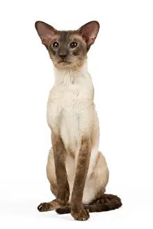 Smoked: Cat - Siamese Seal Smoke Point