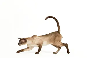 Smoked: Cat - Siamese Seal Smoke Point