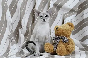 Siameses: Cat - Siamese with teddy bear