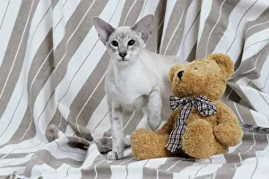 Siameses: Cat - Siamese with teddy bear